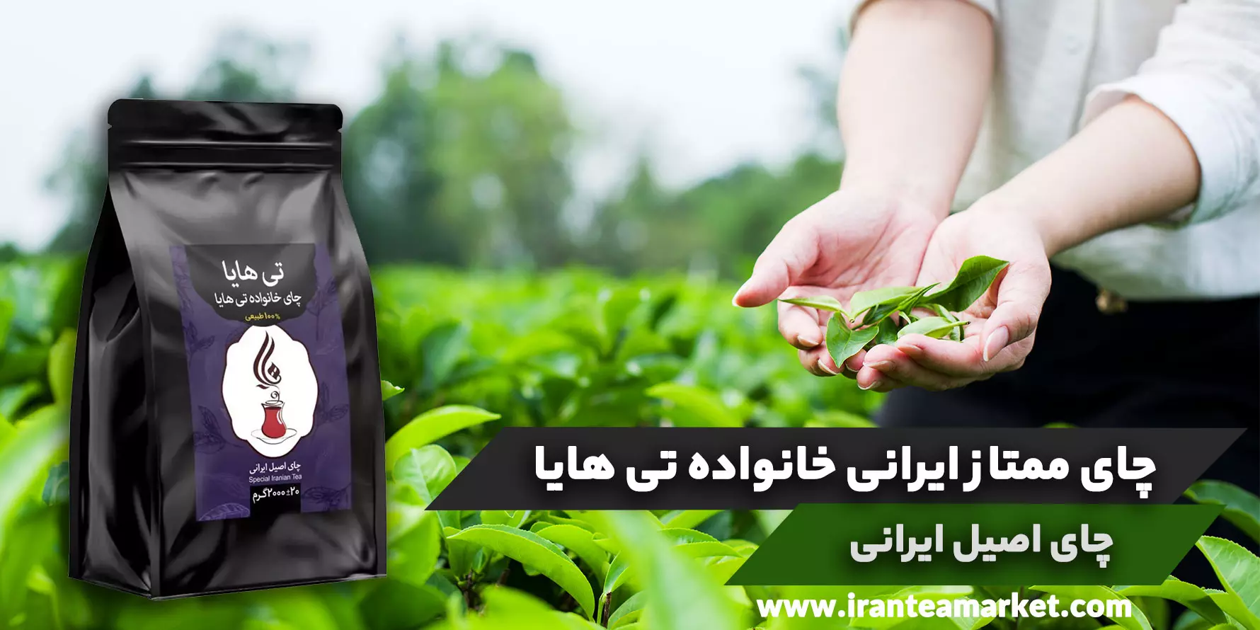 چای ممتاز ایرانی خانواده تی هایا